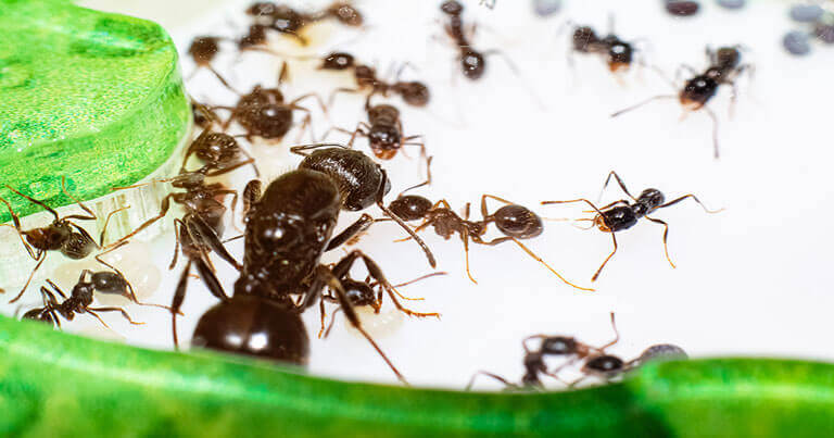 Eliminar las hormigas en la casa
