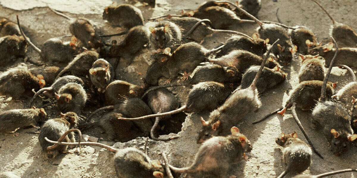 Infestacion de ratas y ratones en Puerto Rico