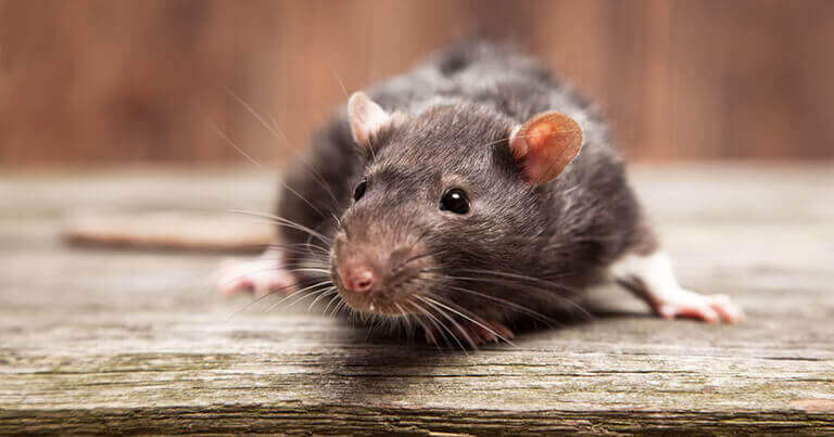 Infestación de ratas y ratones