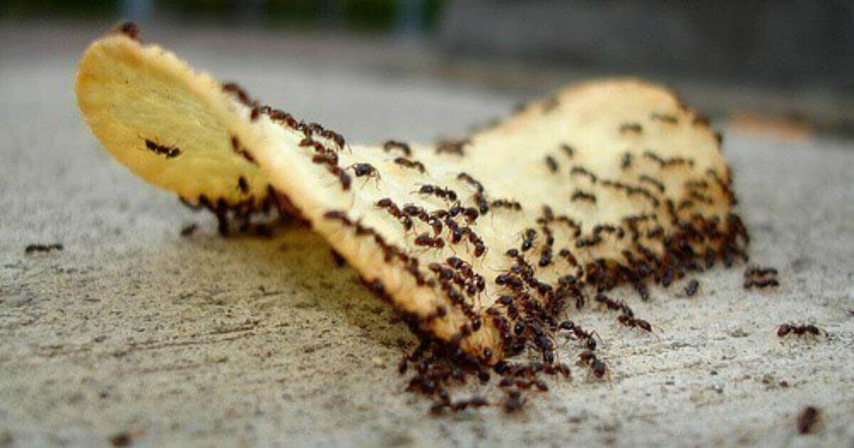 Le ofrecemos el servicio de control de hormigas