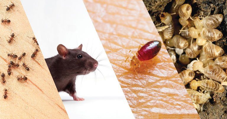 Cómo eliminar plagas de ratones?, Solución y tratamientos para la  prevención el control y eliminación de las plagas de ratones